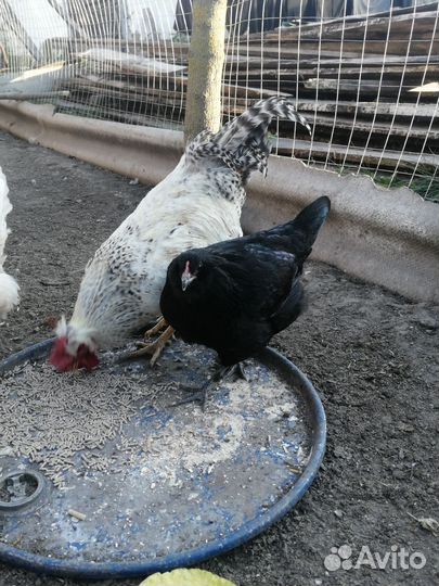 Куры семья 1+5