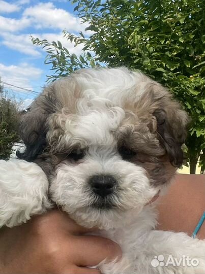 Хибиду бишон панда