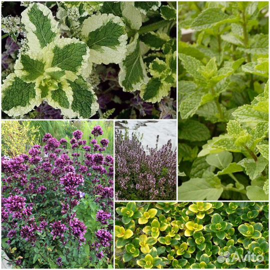 Мята, душица, тимьян,шалфей,иссоп, чабер, чабрец