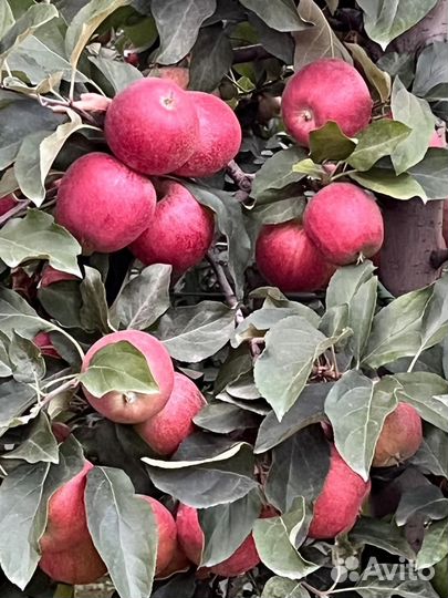 Яблоки Гала