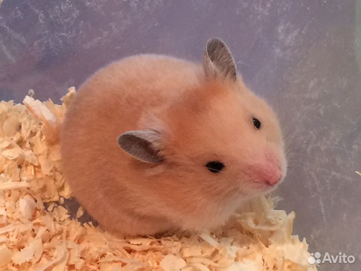 Сирийские хомячки