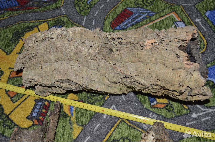 Пробковый дуб