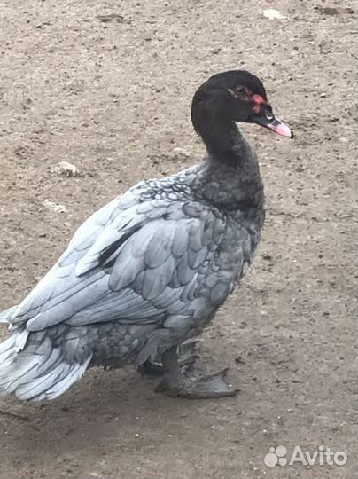 Мускусные утята индоутки