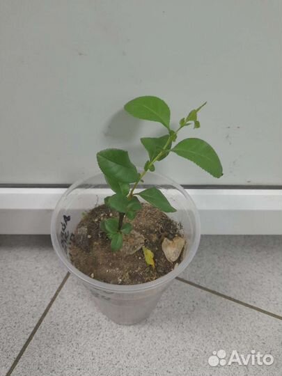 Айва японская Пинк Леди