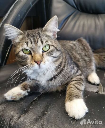 Кот Тимошка