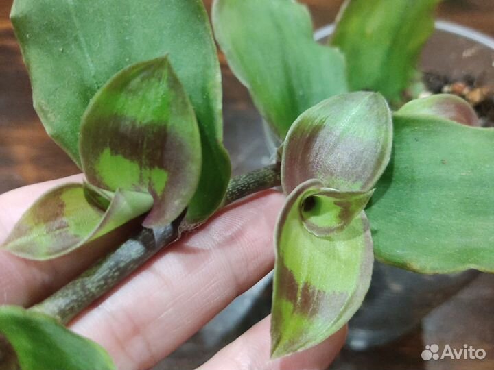 Коллизия Конгеста