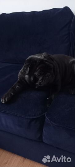 Мопс вязка мальчик