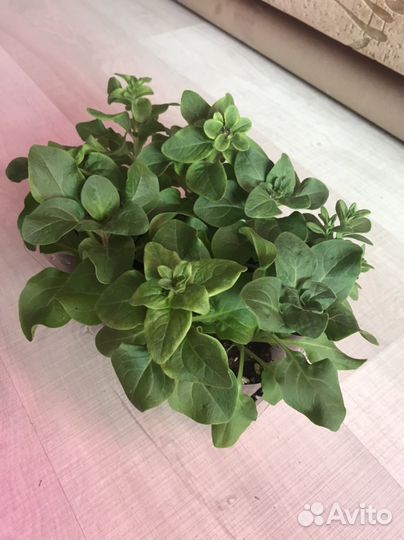 Рассада петунии