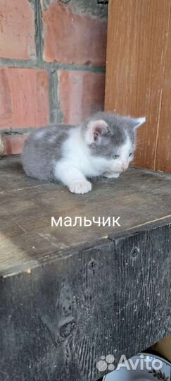 Отдам бесплатно