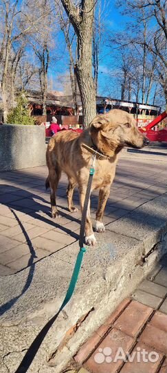 Тигра продолжает ждать