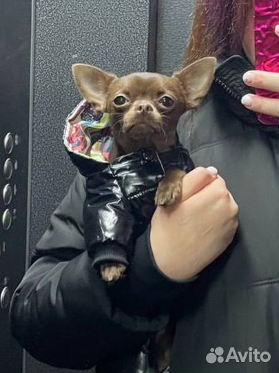 Вязка кобель чихуахуа