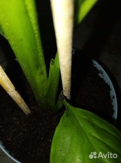 Спатифиллум королевский