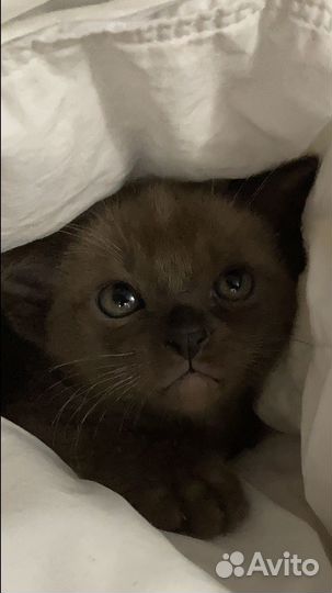 Бурманские котята