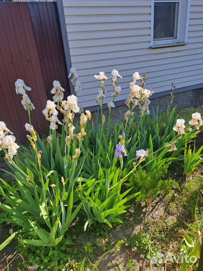 Ирис гибридный махровый