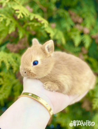 Кролики карликовые