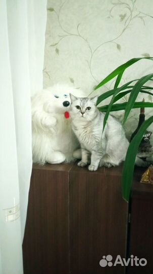 Отдам в добрые руки