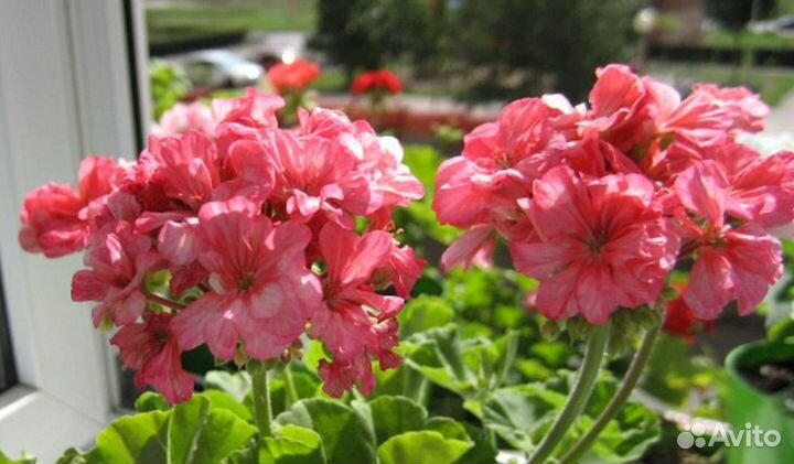 Пеларгонии