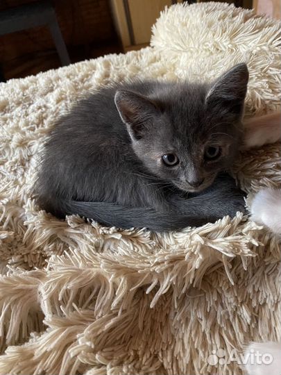 Котята бесплатно