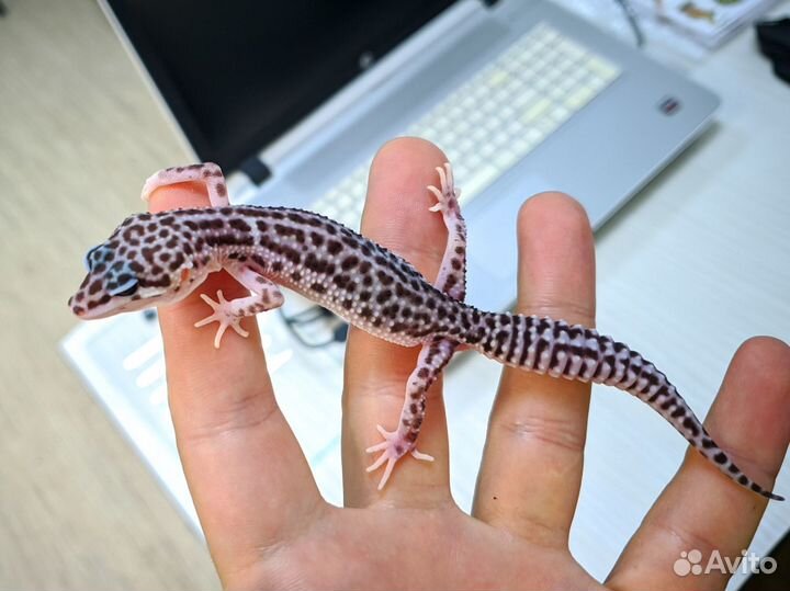 Ящерица Эублефар, яркие гекконы-малыши