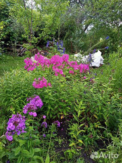 Флоксы многолетние