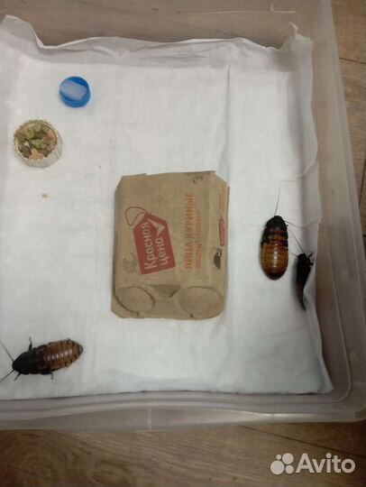 Мадагаскарские тараканы