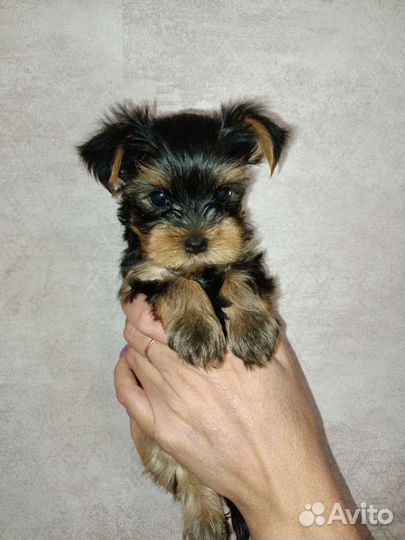 Йоркширский терьер щенки