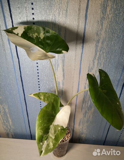 Алоказия макрориза вариегатная