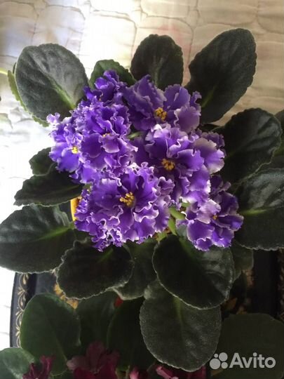 Сортовые фиалки