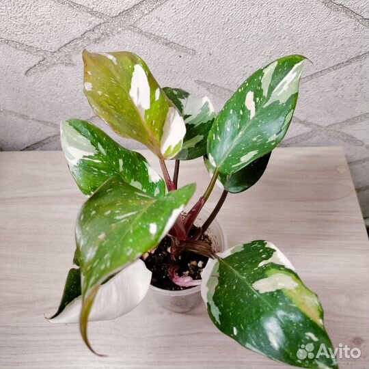 Редкие ароидные