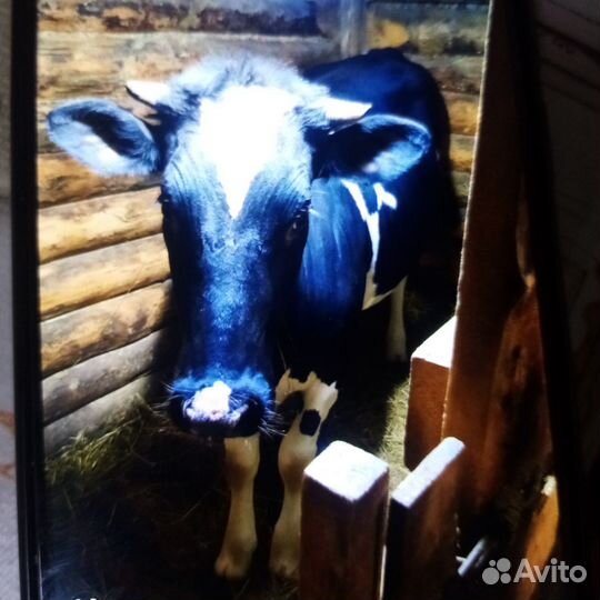 Корова стельная