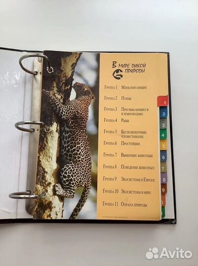 Энциклопедия В мире дикой природы