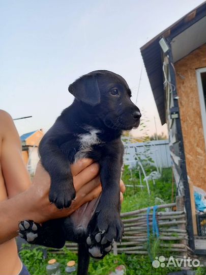 Собаки щенки бесплатно