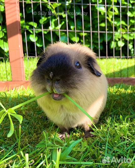 Передержка морских свинок бесплатно