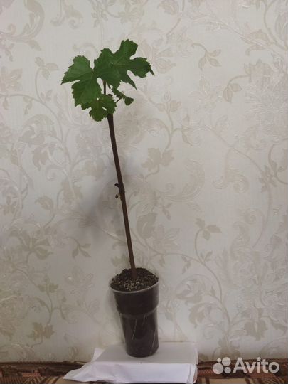 Саженцы винограда