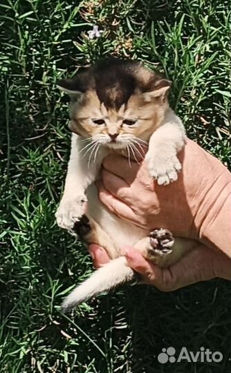 Шотландские котята