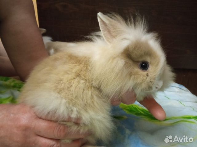 Карликовые кролички