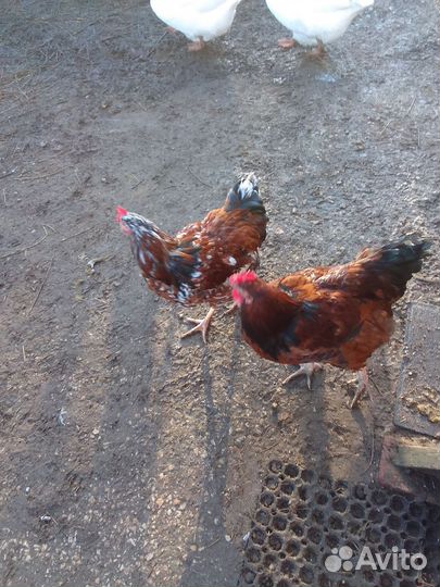Петухи ливенские
