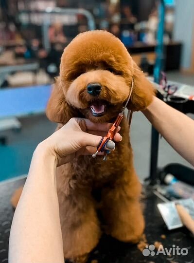 Груминг стрижка собак