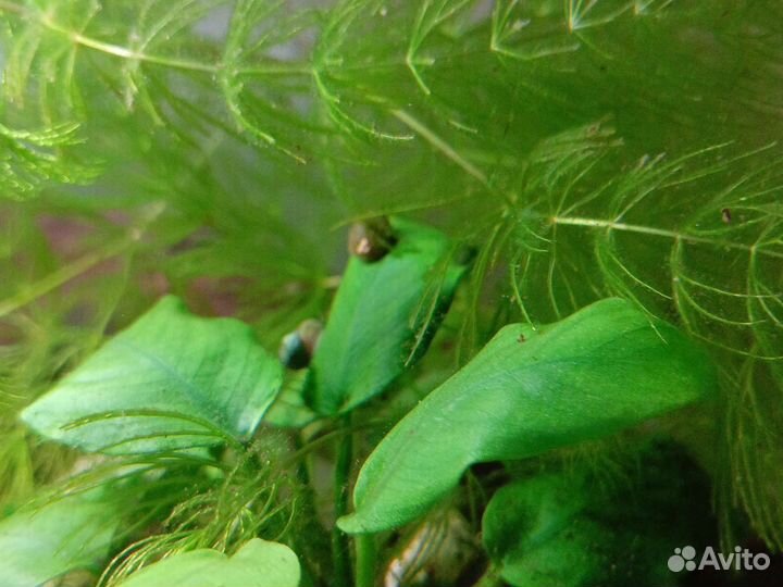 Улитка теодоксус для чистки аквариума, растения