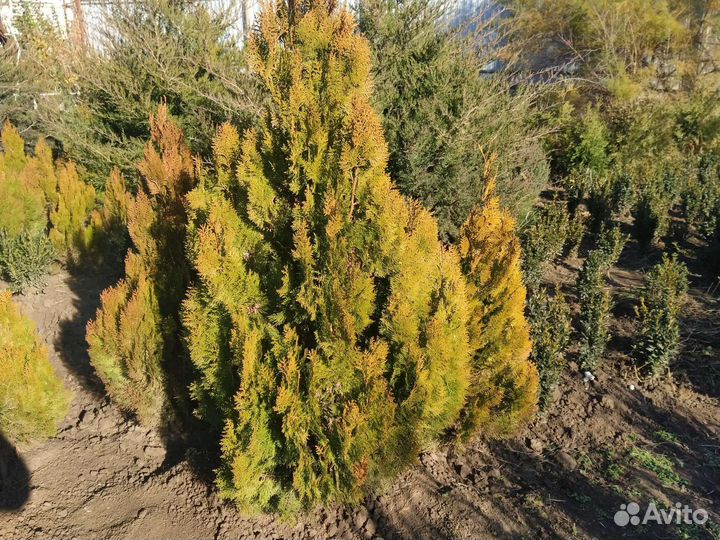 Туя аурея нана