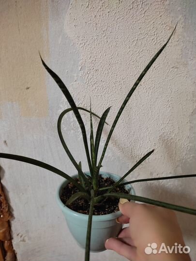 Комнатные цветы