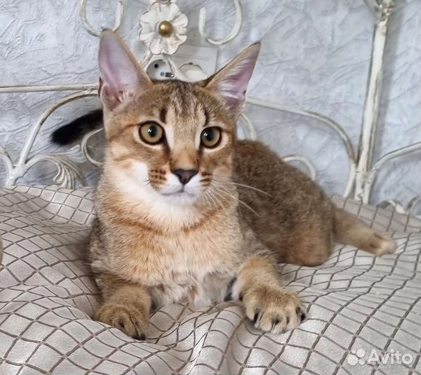 Каракет - редчайшая порода кошек