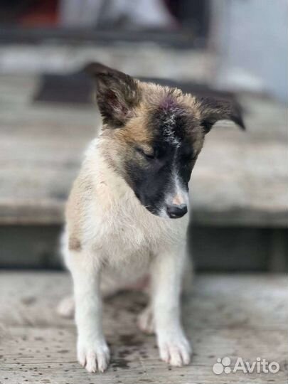 Щенок в добрые руки