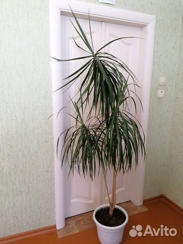 Драцена, фикус, диффенбахия