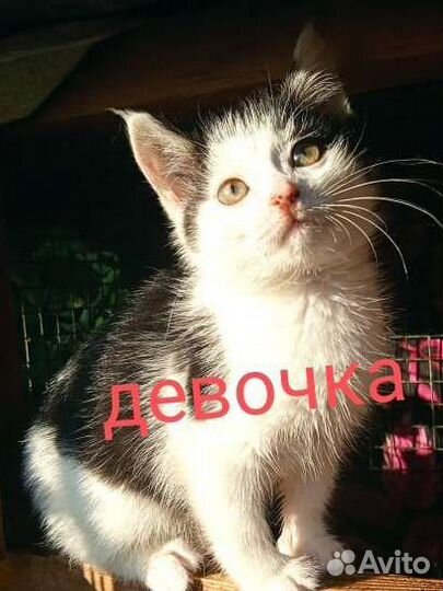 Бездомные котята