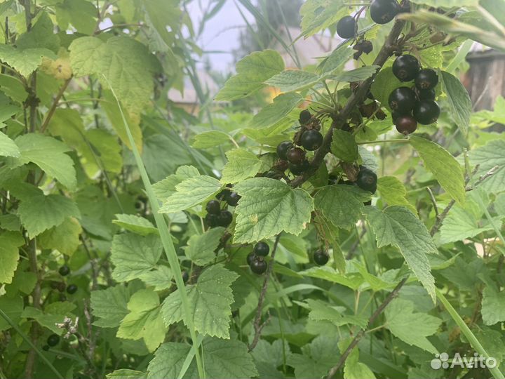 Листья смородины