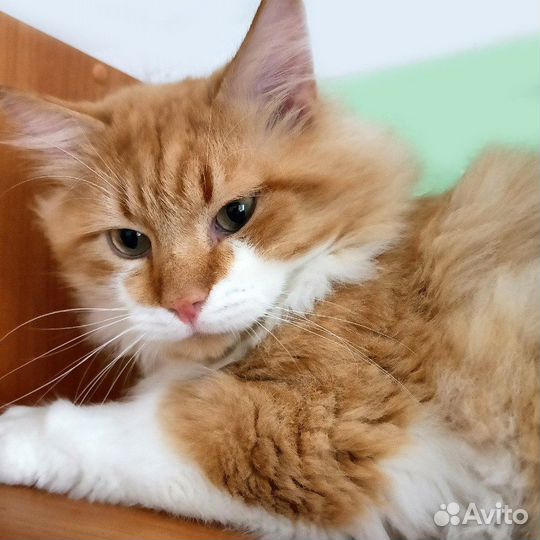 Салтан ищет дом