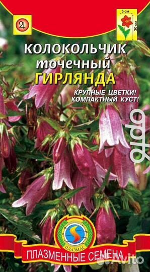 Колокольчик точечный