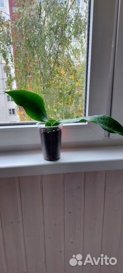 Сансевиерия Аубрутиана драгон(дракон)