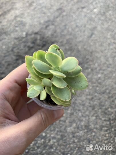 Каланхоэ, фикус, крассула